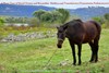 Bild von A PHOTO TOUR OF SHTETL UKRAINE and BESSARABIA: MOLDOVA, TRANSDNIESTER (Transnistria; Pridniestrovie)